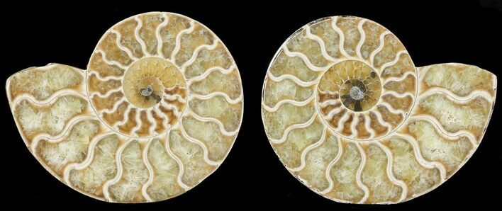 Polished Ammonite Pair - Agatized #68856